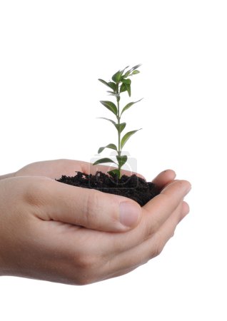 plante