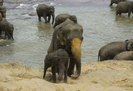 Mère éléphant avec son bébé 