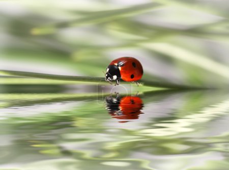 Coccinelle dans l'herbe verte 