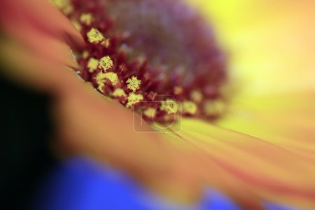 Fleur