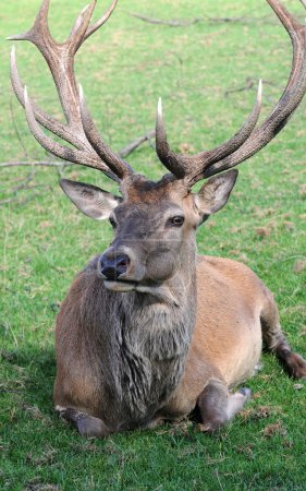 Bois de cerf 