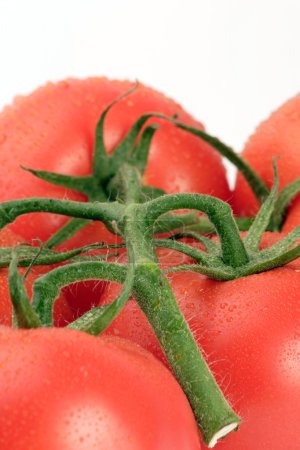 Tomate de vigne 