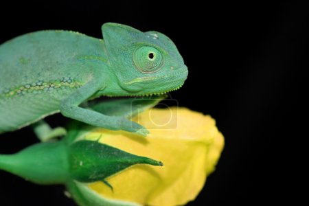 caméléon