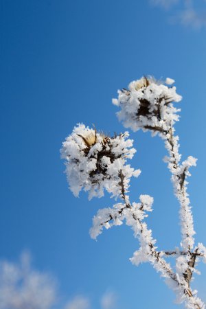 Plante couverte de neige