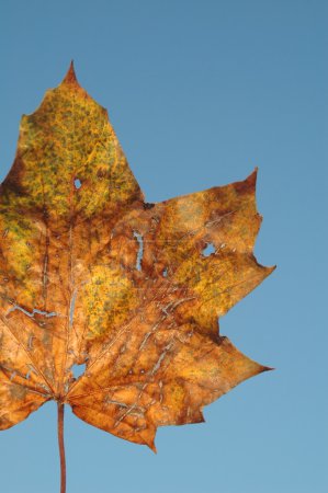 Demi feuille 