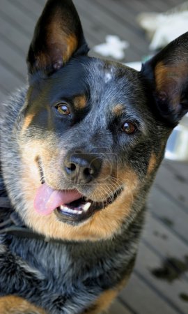 Chien