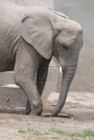 éléphant