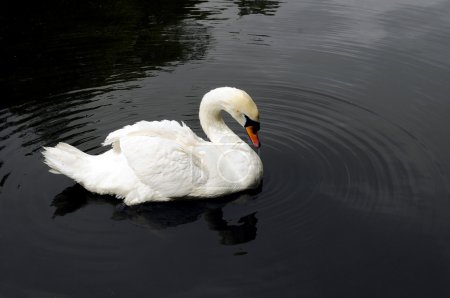 Cygne-1 