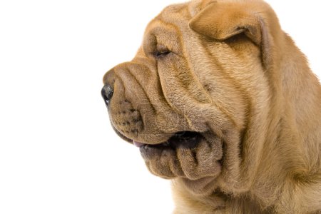 Chien Sharpei 