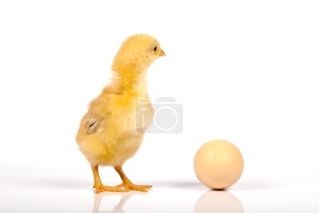 Poulet