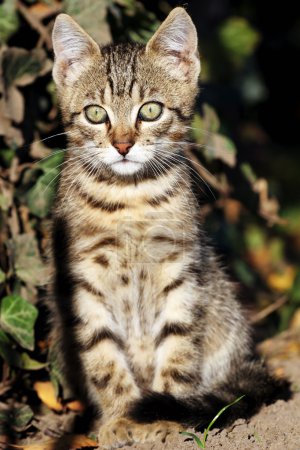 Chat en extérieur 