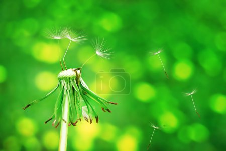 Pissenlit vert 