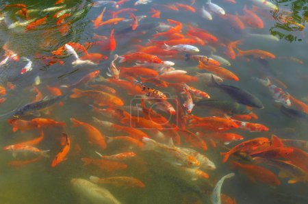 Poissons rouges et dorés 