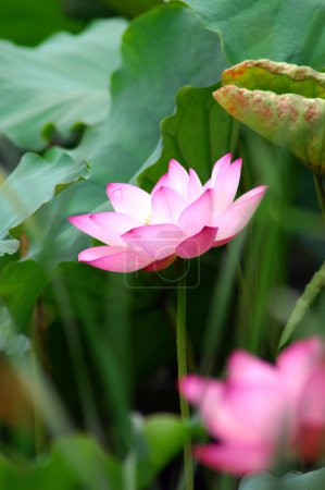 Lotus rose 