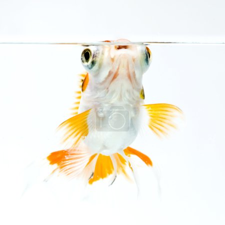 Poisson doré 