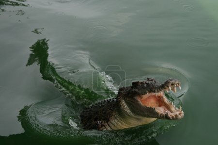 Crocodile sauvage 