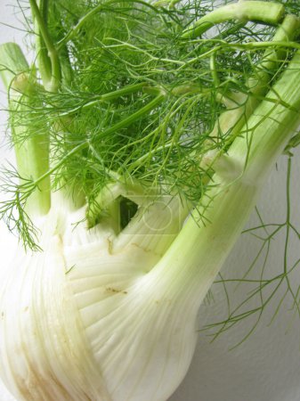 fenouil