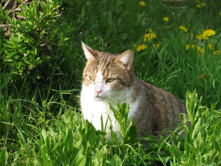 chat dans l'herbe