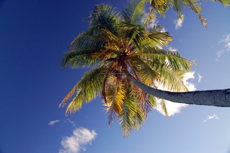 Plage tropicale