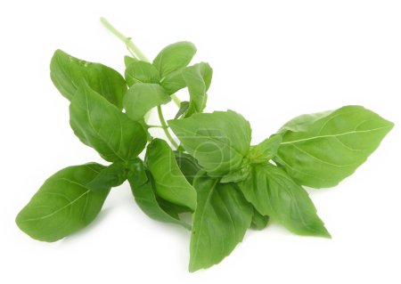 Feuilles de basilic frais sur fond blanc