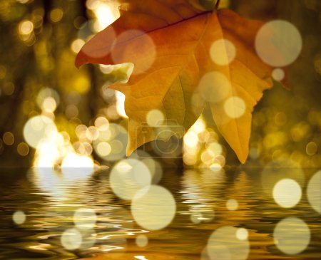Feuilles 
