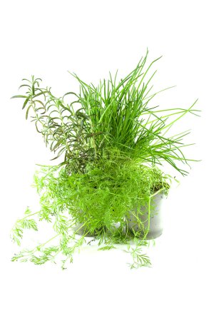 herbes fraîches