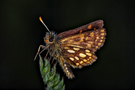 Papillon