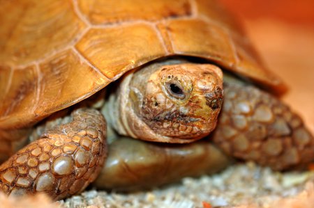 tortue
