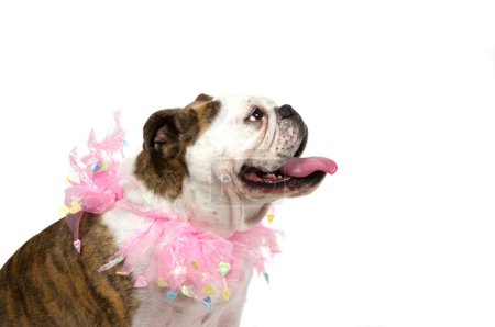 Bouledogue
