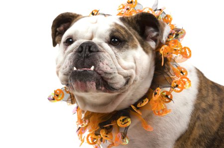 Bouledogue