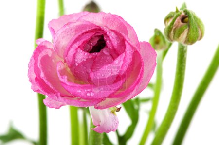 Tête rose mouillée 
