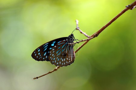 Papillon 2 