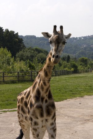 Girafes dans le zoo 