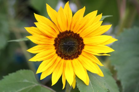 Tournesol