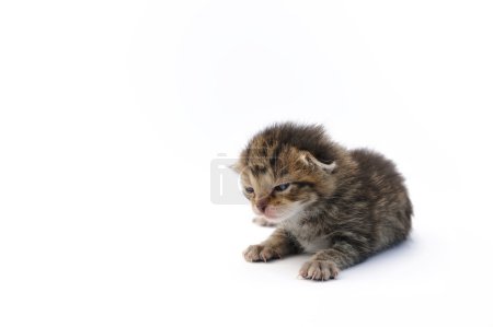 Chaton sur fond blanc 