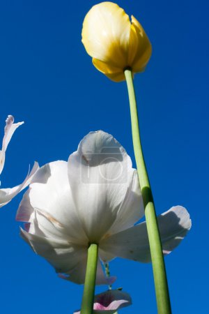 Tulipes dans le ciel 