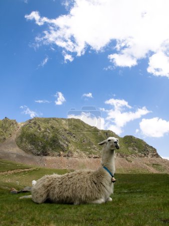 Lama couchée 