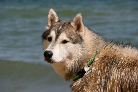 Portrait de husky sibérien en été 