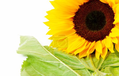 Tournesol