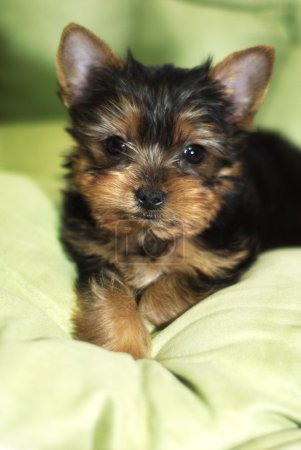 chiot Yorkie