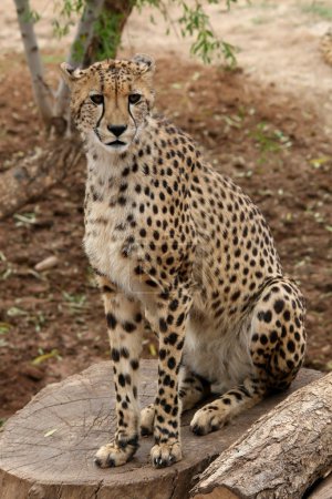 Chat sauvage guépard 