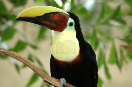 Toucan mandibule châtaignier 