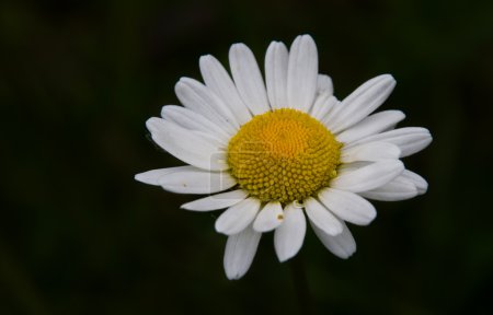 marguerite