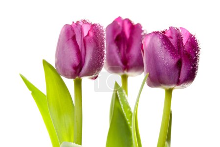 Macro de tulipes violettes avec gouttes d'eau 