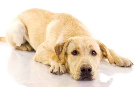 Chiot Labrador retriever 
