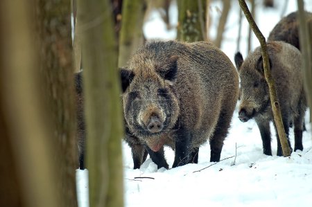 Sanglier