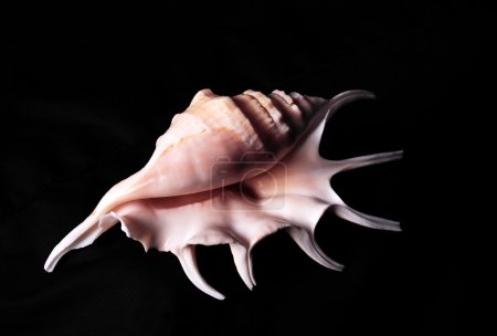 Coq de mer 