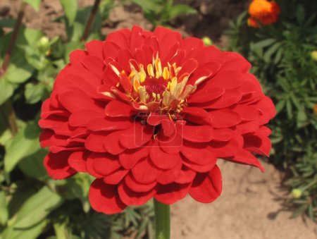 Fleur rouge 