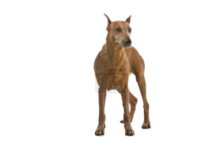 Vieux doberman brun 