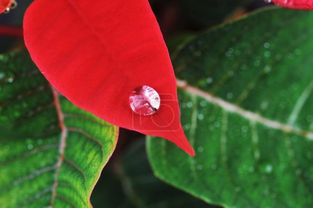 Pointe rouge